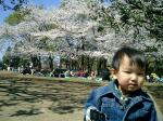 20080401hana02.jpg